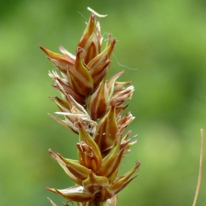 Jean-Claude Bouzat, le  9 juin 2019 (Lioux (les Teisonnières))