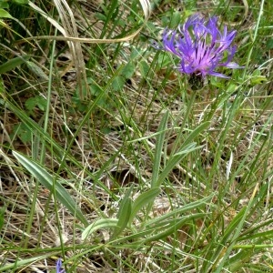 Photographie n°2339915 du taxon Cyanus graminifolius (Lam.) Olšavská [2009]