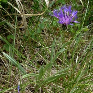 Photographie n°2339918 du taxon Cyanus graminifolius (Lam.) Olšavská [2009]