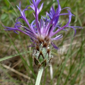 Photographie n°2339920 du taxon Cyanus graminifolius (Lam.) Olšavská [2009]