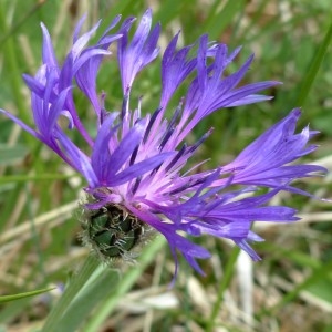 Photographie n°2339922 du taxon Cyanus graminifolius (Lam.) Olšavská [2009]