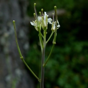 Photographie n°2339928 du taxon Fourraea alpina (L.) Greuter & Burdet [1984]