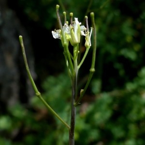 Photographie n°2339930 du taxon Fourraea alpina (L.) Greuter & Burdet [1984]