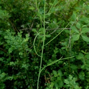 Photographie n°2339934 du taxon Fourraea alpina (L.) Greuter & Burdet [1984]