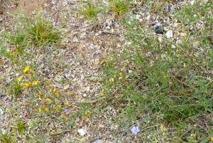 Jean-Claude Bouzat, le  9 juin 2019 (Gordes (les Busans))