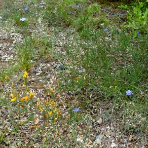 Jean-Claude Bouzat, le  9 juin 2019 (Gordes (les Busans))