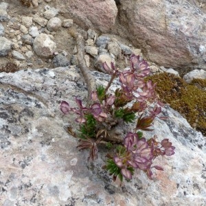 Photographie n°2339954 du taxon Iberis saxatilis L. [1756]