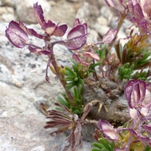 Photographie n°2339955 du taxon Iberis saxatilis L. [1756]