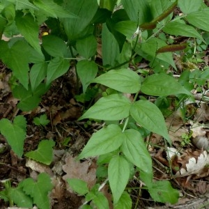 Photographie n°2339961 du taxon Lathyrus vernus (L.) Bernh. [1800]