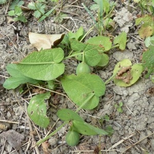 Photographie n°2339962 du taxon Aristolochia rotunda L. [1753]