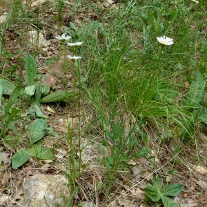 Photographie n°2339963 du taxon Leucanthemum ircutianum DC. [1838]