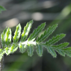 Photographie n°2339992 du taxon Tanacetum corymbosum (L.) Sch.Bip.