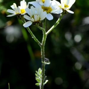 Photographie n°2339993 du taxon Tanacetum corymbosum (L.) Sch.Bip.