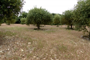 Jean-Claude Bouzat, le  9 juin 2019 (Lioux (la Combe))