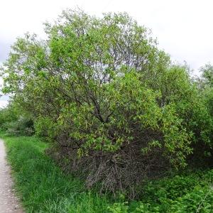 Photographie n°2340094 du taxon Salix pentandra L. [1753]