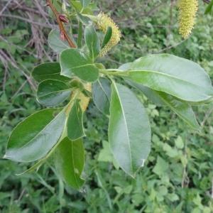 Photographie n°2340100 du taxon Salix pentandra L. [1753]