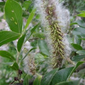 Salix pentandra L. (Saule à cinq étamines)