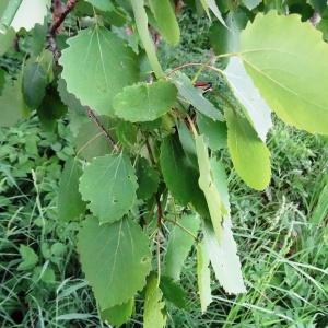 Photographie n°2340127 du taxon Populus tremula L. [1753]