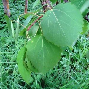 Photographie n°2340128 du taxon Populus tremula L. [1753]