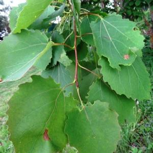 Photographie n°2340134 du taxon Populus tremula L. [1753]