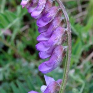 Photographie n°2340147 du taxon Vicia cracca L. [1753]