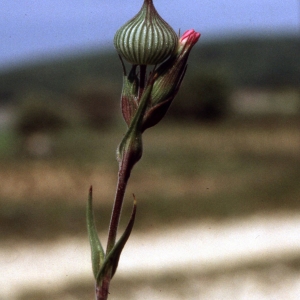 Photographie n°2340157 du taxon Silene conica L.