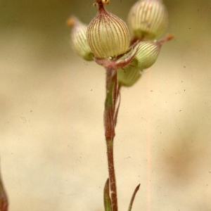 Photographie n°2340161 du taxon Silene conica L.