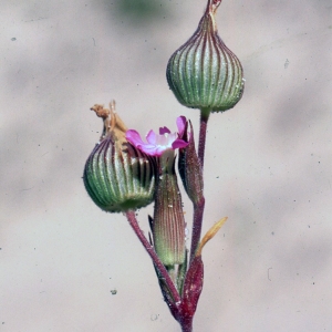 Photographie n°2340164 du taxon Silene conica L.