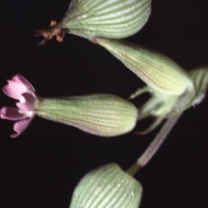 Photographie n°2340166 du taxon Silene conica L. [1753]
