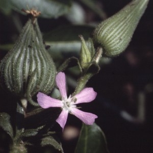 Photographie n°2340168 du taxon Silene conica L.
