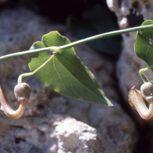 Aristolochia macrophylla Lam. (Aristoloche-siphon)