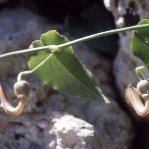 Aristolochia sipho L'Hér. (Aristoloche-siphon)