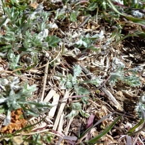 Photographie n°2340188 du taxon Artemisia vulgaris L. [1753]