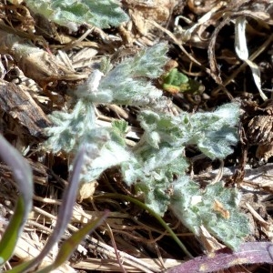 Photographie n°2340191 du taxon Artemisia vulgaris L. [1753]