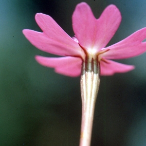 Photographie n°2340200 du taxon Silene cretica L. [1753]