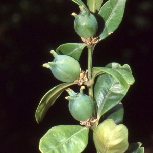 Photographie n°2340202 du taxon Buxus sempervirens L.