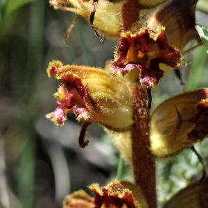 Photographie n°2340237 du taxon Orobanche gracilis Sm.