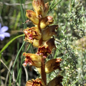 Photographie n°2340238 du taxon Orobanche gracilis Sm.