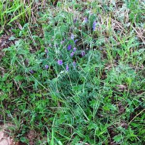 Photographie n°2340260 du taxon Vicia cracca L. [1753]