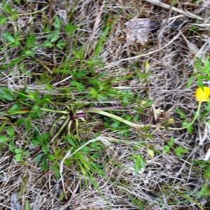 Photographie n°2340284 du taxon Ranunculus repens L. [1753]