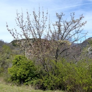 Photographie n°2340302 du taxon Malus sylvestris Mill. [1768]