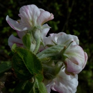 Photographie n°2340305 du taxon Malus sylvestris Mill. [1768]