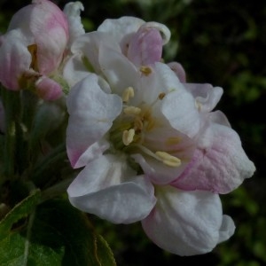 Photographie n°2340307 du taxon Malus sylvestris Mill. [1768]