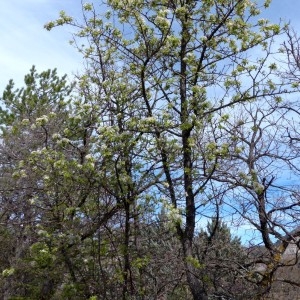 Photographie n°2340312 du taxon Pyrus spinosa Forssk. [1775]