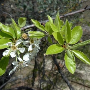 Photographie n°2340313 du taxon Pyrus spinosa Forssk. [1775]