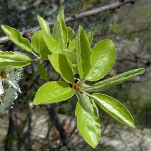 Photographie n°2340314 du taxon Pyrus spinosa Forssk. [1775]