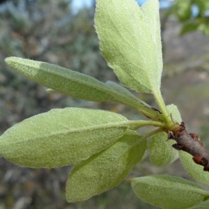 Photographie n°2340315 du taxon Pyrus spinosa Forssk. [1775]