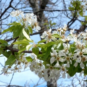 Photographie n°2340317 du taxon Pyrus spinosa Forssk. [1775]