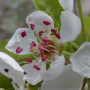 Photographie n°2340318 du taxon Pyrus spinosa Forssk. [1775]