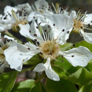 Photographie n°2340319 du taxon Pyrus spinosa Forssk. [1775]